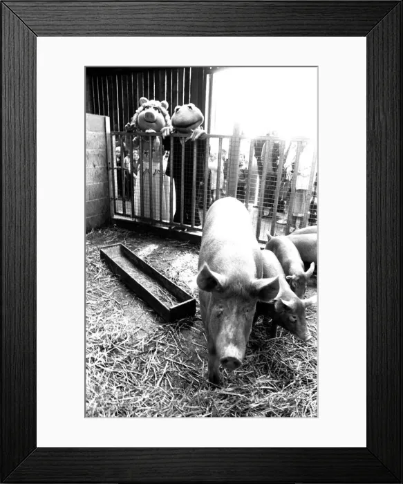 Framed Print : Stars of the Muppets show, Miss Piggy and Kermet the Frog make a surprise visit to Bill Framed Print : Stars of the Muppets show, Miss Piggy and Kermet the Frog make a surprise visit to Bill