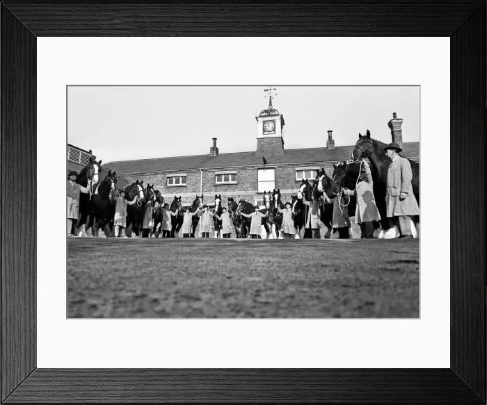 Framed Print : Youngs Brewery Shire Horses, 12th February 1967 Framed Print : Youngs Brewery Shire Horses, 12th February 1967