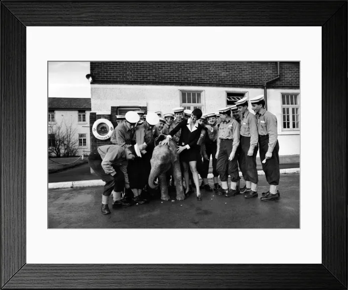 Framed Print : Twiggy'the baby elephant was half an hour late for her appointment to Framed Print : Twiggy'the baby elephant was half an hour late for her appointment to