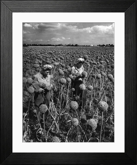 Framed Print : Onion Seeds. They re not big-drum sticks. They re not knobkerries Framed Print : Onion Seeds. They re not big-drum sticks. They re not knobkerries