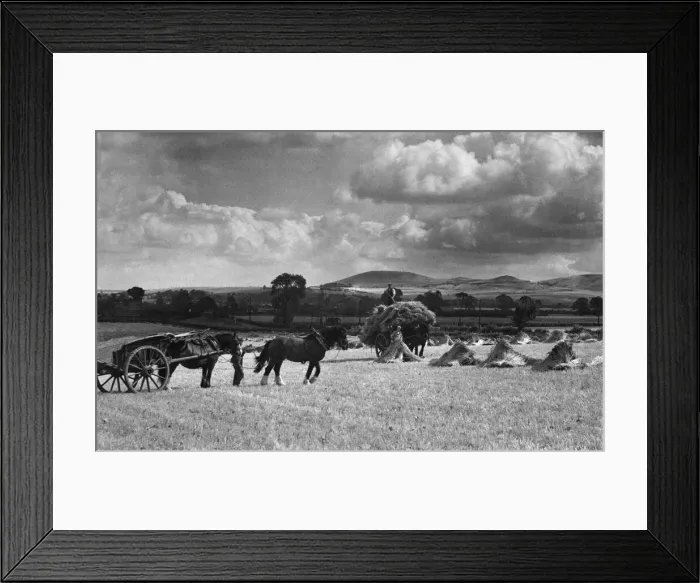 Framed Print : Farming: Harvest near Tring. July 1938 P004524 Framed Print : Farming: Harvest near Tring. July 1938 P004524