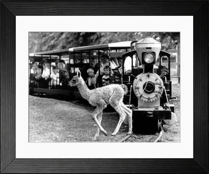 Framed Print : West Midland Safari and Leisure Park, located in Bewdley, Worcestershire, England Framed Print : West Midland Safari and Leisure Park, located in Bewdley, Worcestershire, England