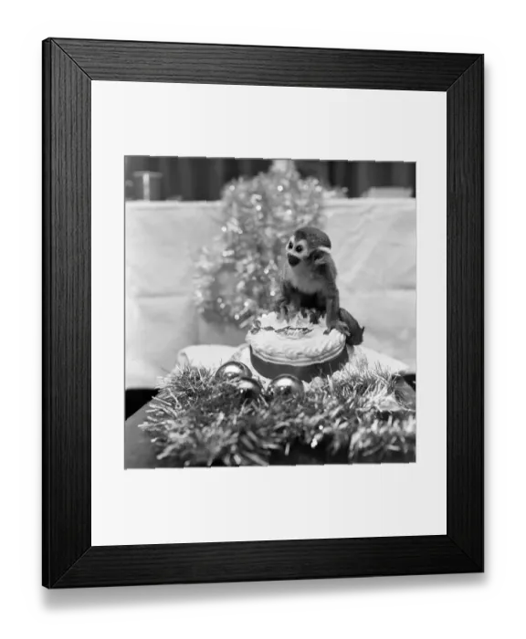 Framed Print : Pip the Squirrel Monkey, Chester Zoo, December 1978. Enjoys his first Christmas Framed Print : Pip the Squirrel Monkey, Chester Zoo, December 1978. Enjoys his first Christmas