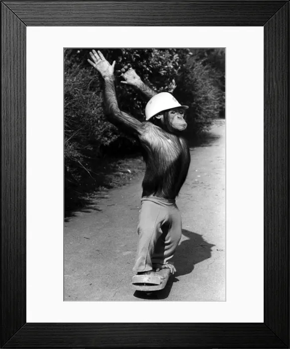 Framed Print : A picture from a series of humurous novelty images taken by Sunday People photographer Framed Print : A picture from a series of humurous novelty images taken by Sunday People photographer