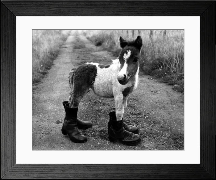 Framed Print : A picture from a series of humurous novelty images taken by Sunday People photographer