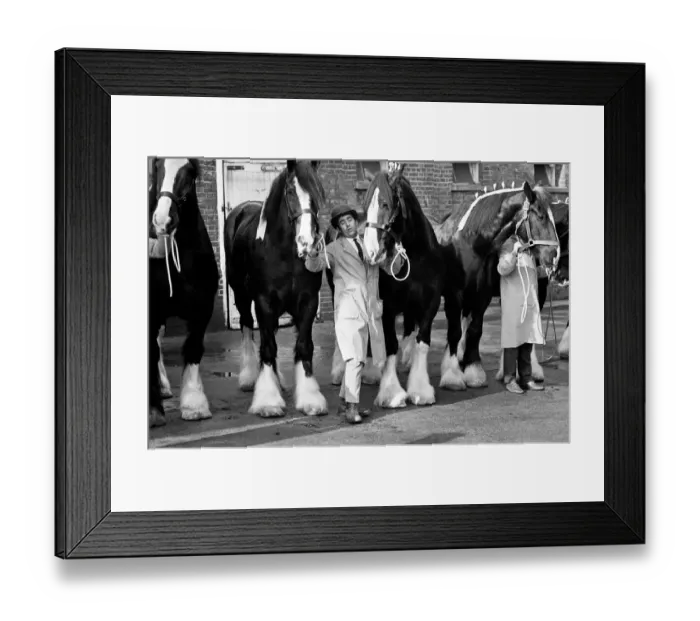 Framed Print : Youngs Brewery Shire Horses, 12th February 1967