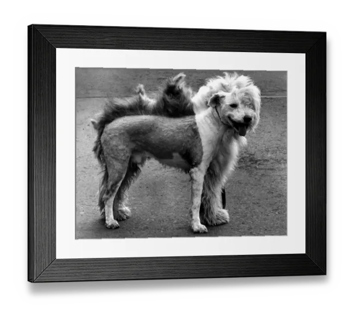 Framed Print : A picture from a series of humurous novelty images taken by Sunday People photographer Framed Print : A picture from a series of humurous novelty images taken by Sunday People photographer