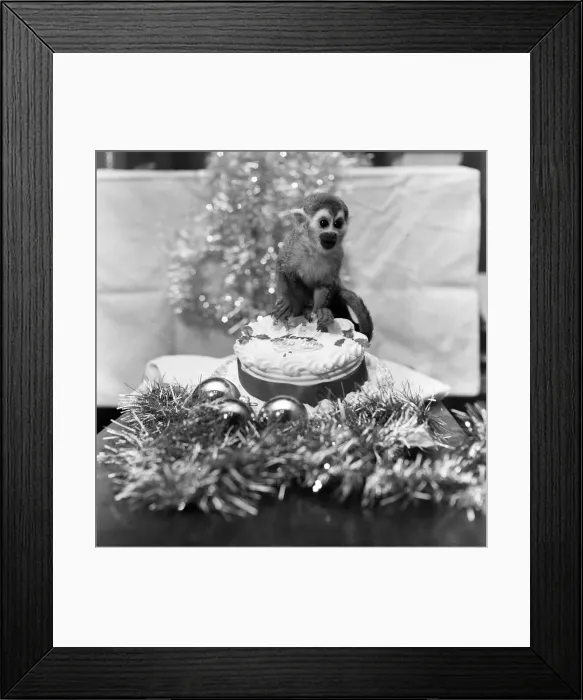Framed Print : Pip the Squirrel Monkey, Chester Zoo, December 1978. Enjoys his first Christmas Framed Print : Pip the Squirrel Monkey, Chester Zoo, December 1978. Enjoys his first Christmas
