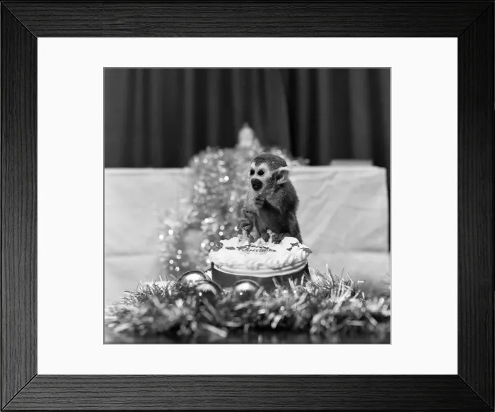 Framed Print : Pip the Squirrel Monkey, Chester Zoo, December 1978. Enjoys his first Christmas