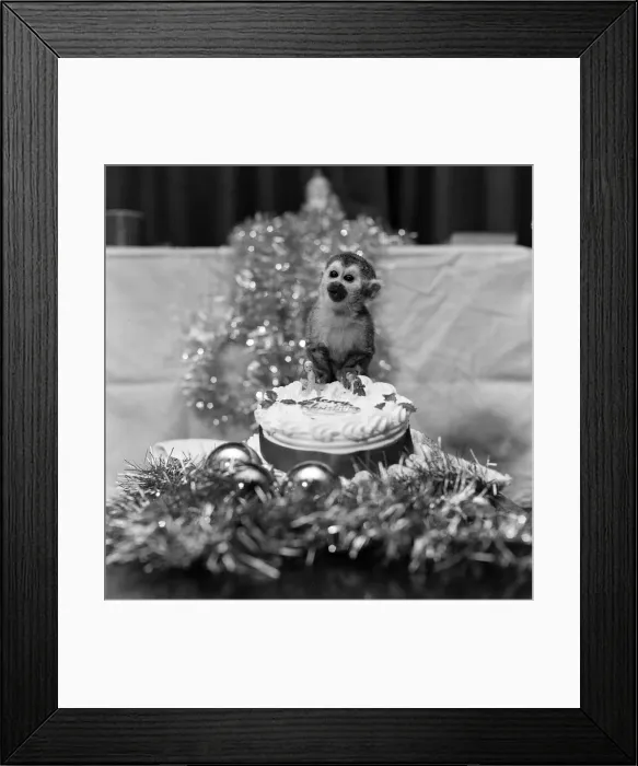 Framed Print : Pip the Squirrel Monkey, Chester Zoo, December 1978. Enjoys his first Christmas