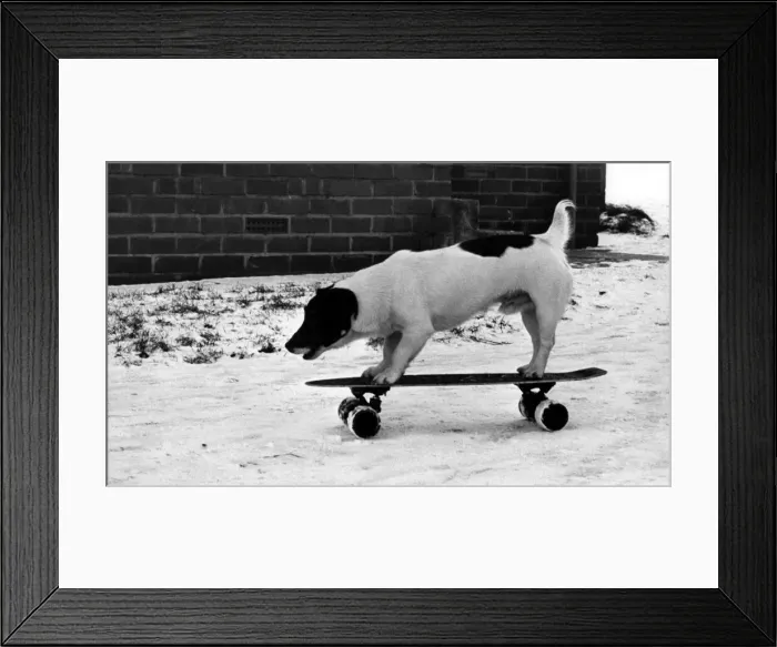 Framed Print : Chango the skateboarding Jack Russell Terrier on 13th December 1981 Framed Print : Chango the skateboarding Jack Russell Terrier on 13th December 1981