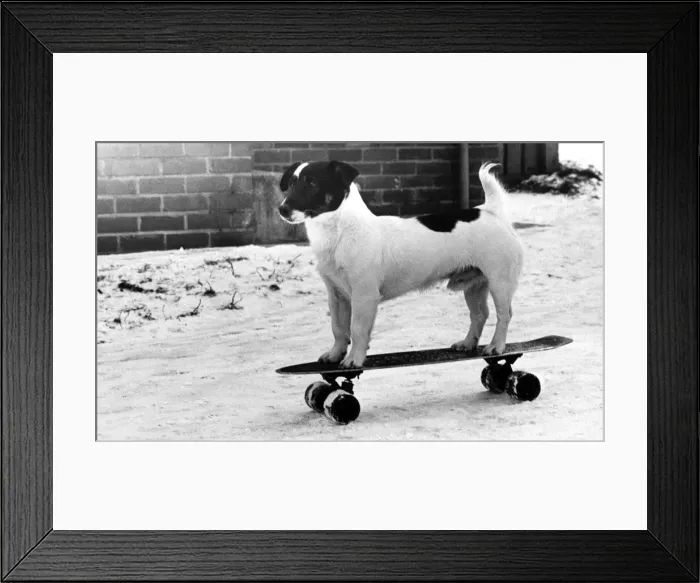 Framed Print : Chango the skateboarding Jack Russell Terrier on 13th December 1981