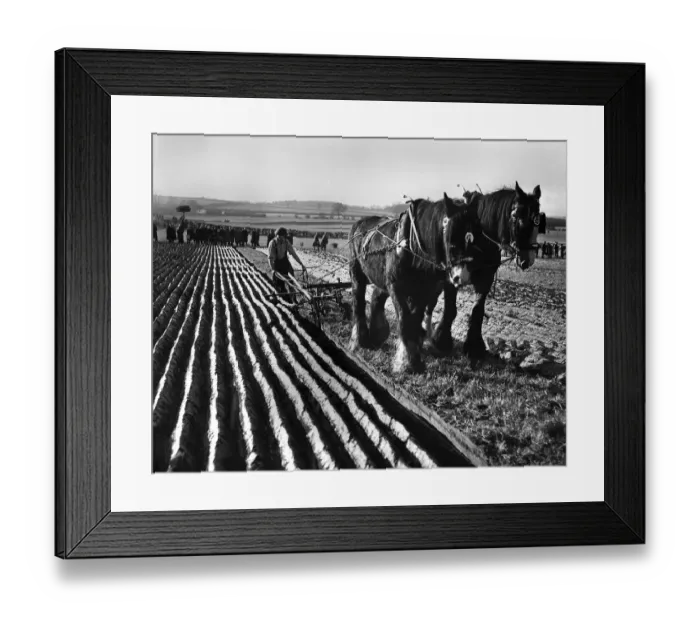 Framed Print : British National Championship Ploughing Match, Tadcaster Framed Print : British National Championship Ploughing Match, Tadcaster