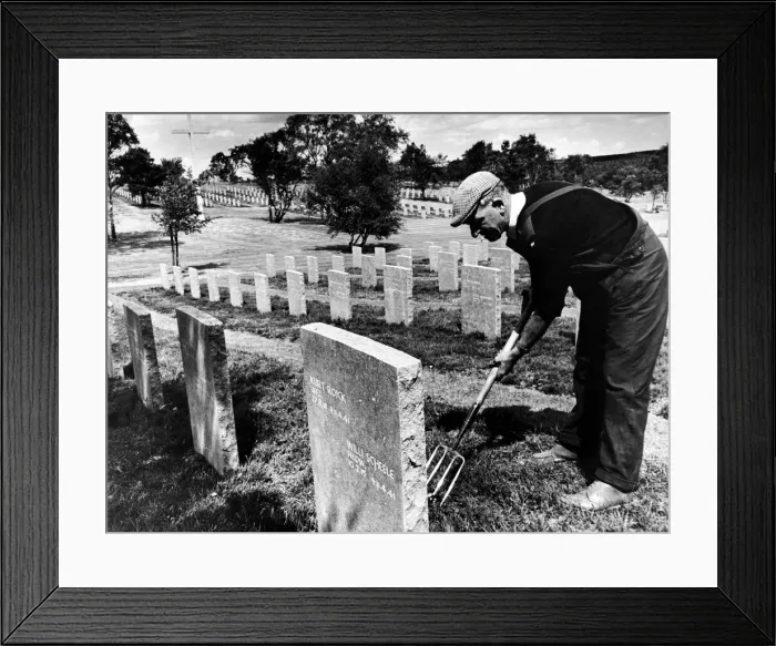 Framed Print : Mr Thomas Fox tidying graves at the German War Cemetery on Cannock Chase Framed Print : Mr Thomas Fox tidying graves at the German War Cemetery on Cannock Chase