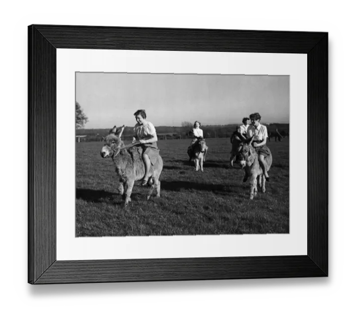 Framed Print : Training for the donkey race at Wivelsfield in Sussex. Circa 1960 Framed Print : Training for the donkey race at Wivelsfield in Sussex. Circa 1960