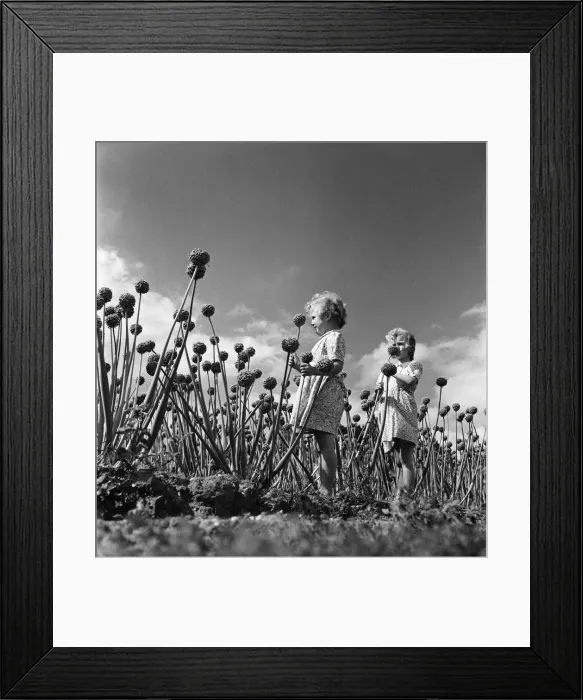 Framed Print : Children playing amongst Onion growing in Colchester Essex. September 1952 C4427 Framed Print : Children playing amongst Onion growing in Colchester Essex. September 1952 C4427