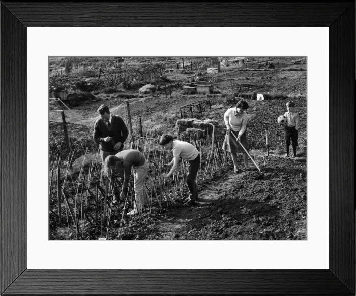 Framed Print : Allotments to beat food prices: Mr. Roger Bennett and his wife Audrey Framed Print : Allotments to beat food prices: Mr. Roger Bennett and his wife Audrey