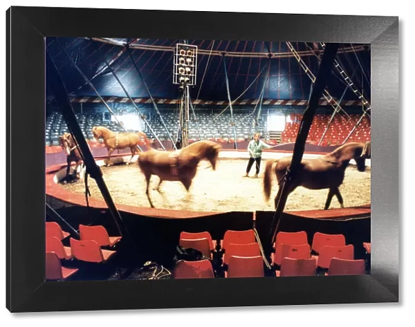Chipperfields Circus, Sallyann Roncescu puts the arab horses through their paces