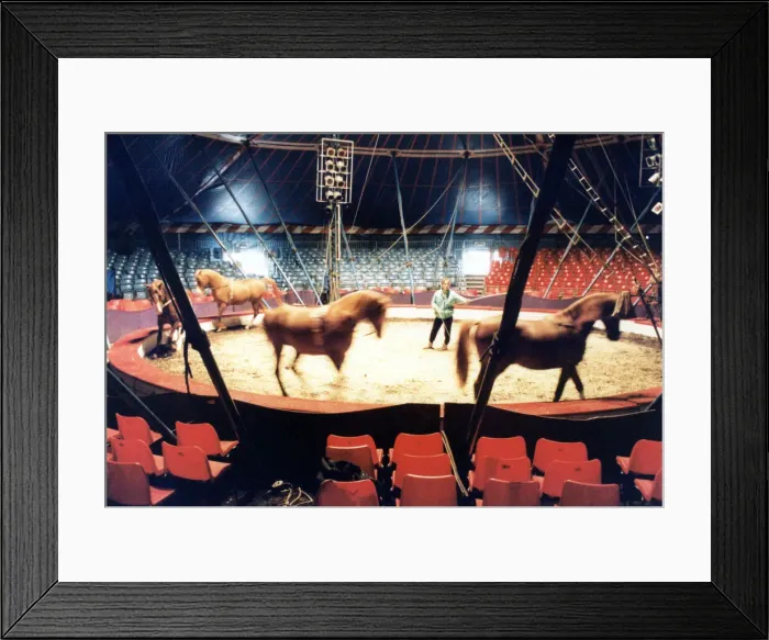 Framed Print : Chipperfields Circus, Sallyann Roncescu puts the arab horses through their paces Framed Print : Chipperfields Circus, Sallyann Roncescu puts the arab horses through their paces