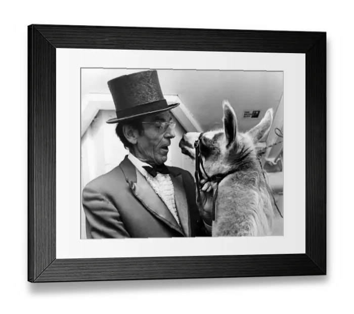 Framed Print : Circus ringmaster John Moore with friendly Llama, Augusto Family Circus Framed Print : Circus ringmaster John Moore with friendly Llama, Augusto Family Circus