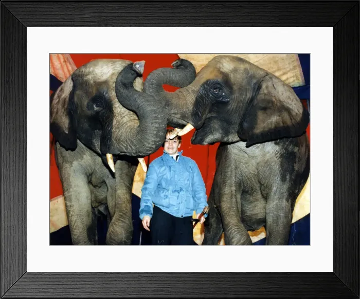 Framed Print : Elephants Rosa and Opal with their trainer Sallyann Roncescu at Chipperfields Circus near Framed Print : Elephants Rosa and Opal with their trainer Sallyann Roncescu at Chipperfields Circus near