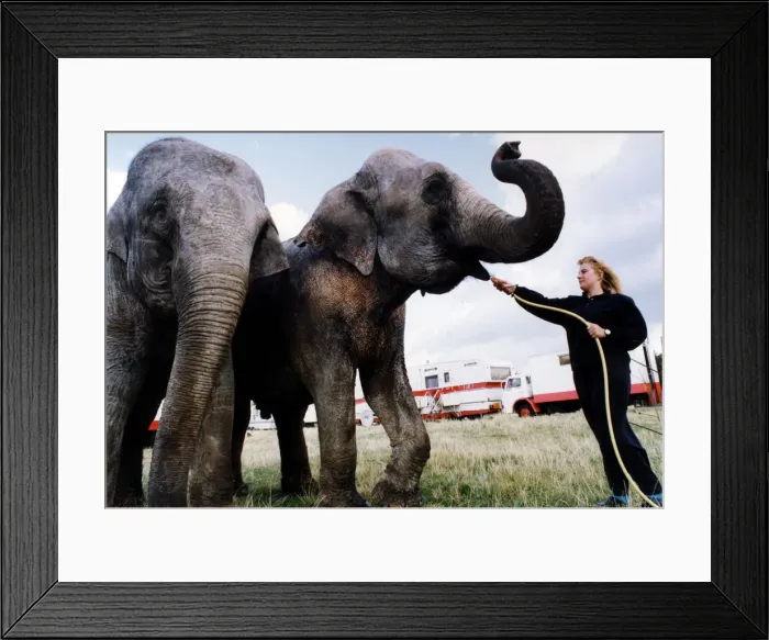 Framed Print : Performing circus elephants Nepal and Baby being given a drink by Carolyn Roberts as they Framed Print : Performing circus elephants Nepal and Baby being given a drink by Carolyn Roberts as they