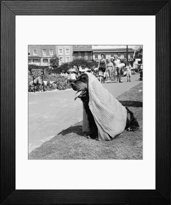 Framed Print : Summer scenes at Margate. Toby the spaniel enjoying the weather. 4th August 1964 Framed Print : Summer scenes at Margate. Toby the spaniel enjoying the weather. 4th August 1964