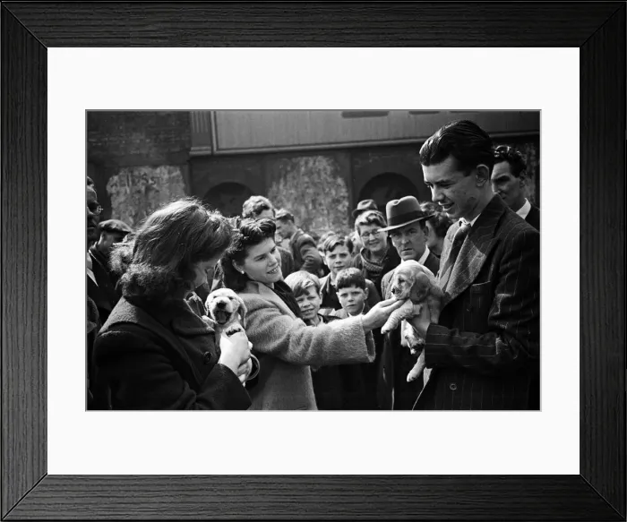 Framed Print : Shoppers visit at a pet market in Bethnal Green, East London. 20th May 1946 Framed Print : Shoppers visit at a pet market in Bethnal Green, East London. 20th May 1946