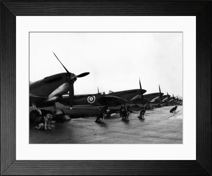 Framed Print : Twelve Spitfire fighter planes lined up on the air strip at North Weald Framed Print : Twelve Spitfire fighter planes lined up on the air strip at North Weald