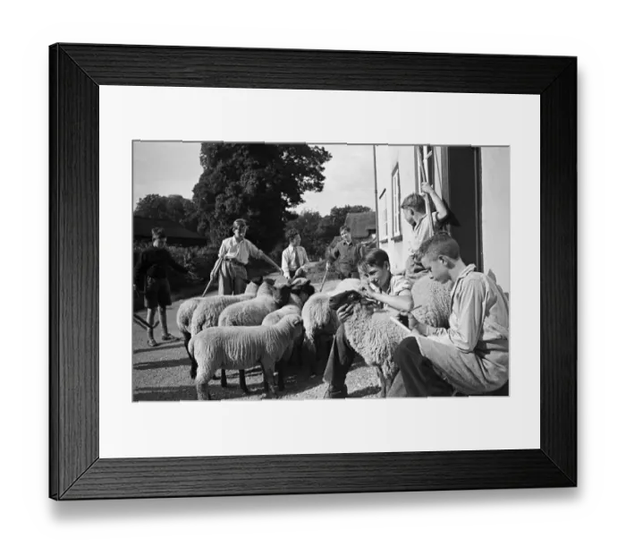 Framed Print : A flock of sheep at Ashwell village school, Hertfordshire, circa 1945 Framed Print : A flock of sheep at Ashwell village school, Hertfordshire, circa 1945