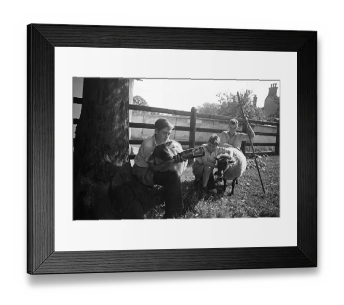 Framed Print : A flock of sheep at Ashwell village school, Hertfordshire, circa 1945 Framed Print : A flock of sheep at Ashwell village school, Hertfordshire, circa 1945