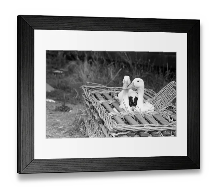 Framed Print : Two geese and a puppy dog in a wicker basket at a pet farm in Ipswich, Suffolk