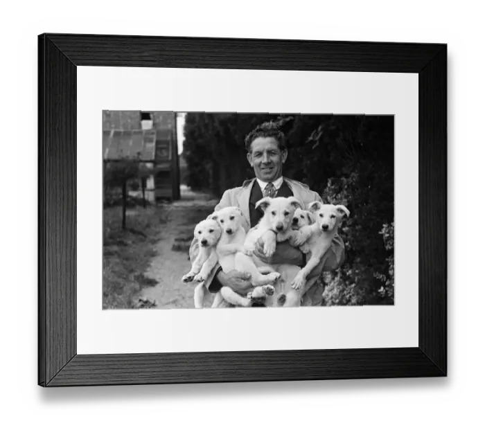 Framed Print : A man holding five puppies at a pet farm in Ipswich, Suffolk. Circa 1945 Framed Print : A man holding five puppies at a pet farm in Ipswich, Suffolk. Circa 1945