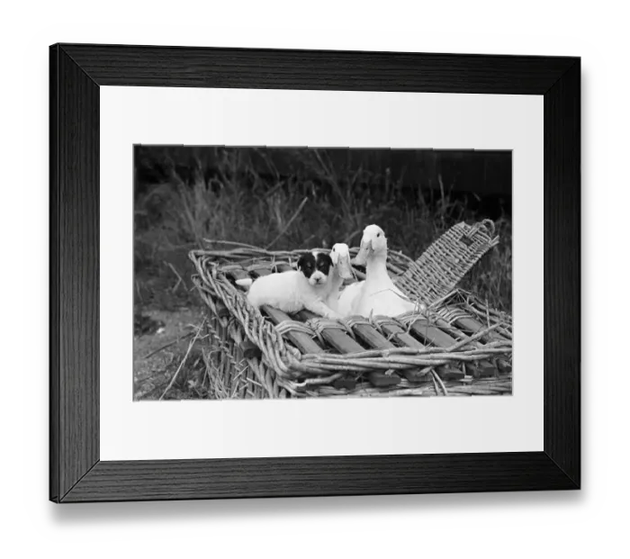 Framed Print : Two geese and a puppy dog in a wicker basket at a pet farm in Ipswich, Suffolk Framed Print : Two geese and a puppy dog in a wicker basket at a pet farm in Ipswich, Suffolk