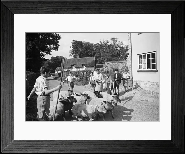 Framed Print : A flock of sheep at Ashwell village school, Hertfordshire, circa 1945 Framed Print : A flock of sheep at Ashwell village school, Hertfordshire, circa 1945