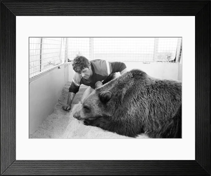 Framed Print : Hercules The Bear, tracked down and captured on the waste moorlands of North Uist Framed Print : Hercules The Bear, tracked down and captured on the waste moorlands of North Uist