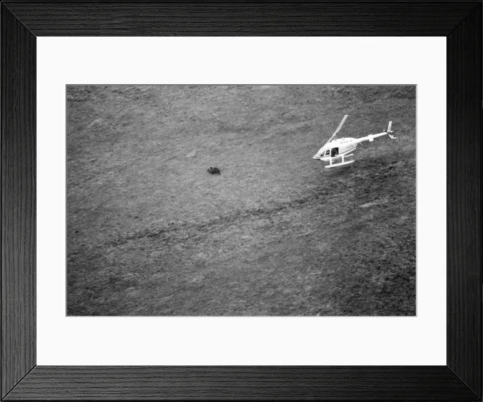 Framed Print : Hercules The Bear, tracked down and captured on the waste moorlands of North Uist Framed Print : Hercules The Bear, tracked down and captured on the waste moorlands of North Uist