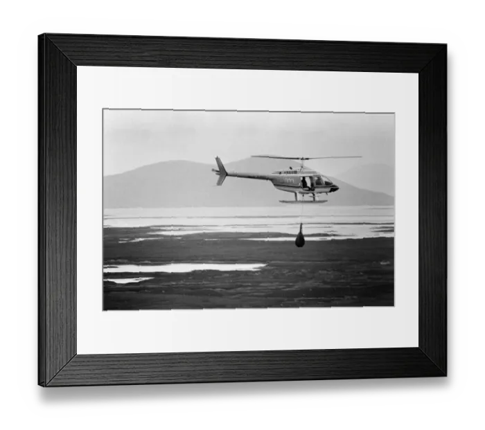 Framed Print : Hercules The Bear, tracked down and captured on the waste moorlands of North Uist