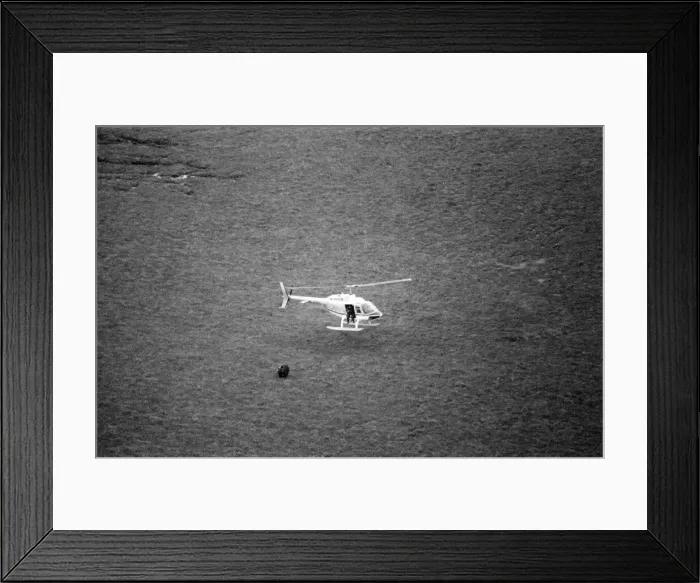 Framed Print : Hercules The Bear, tracked down and captured on the waste moorlands of North Uist Framed Print : Hercules The Bear, tracked down and captured on the waste moorlands of North Uist
