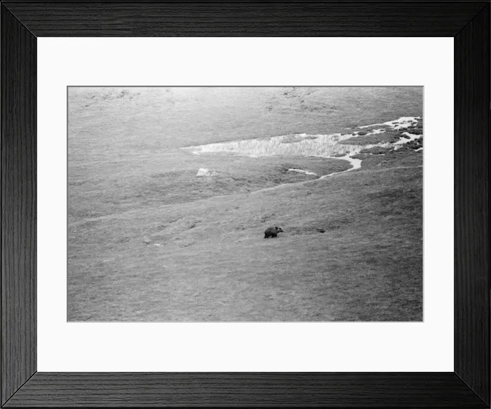Framed Print : Hercules The Bear, tracked down and captured on the waste moorlands of North Uist Framed Print : Hercules The Bear, tracked down and captured on the waste moorlands of North Uist