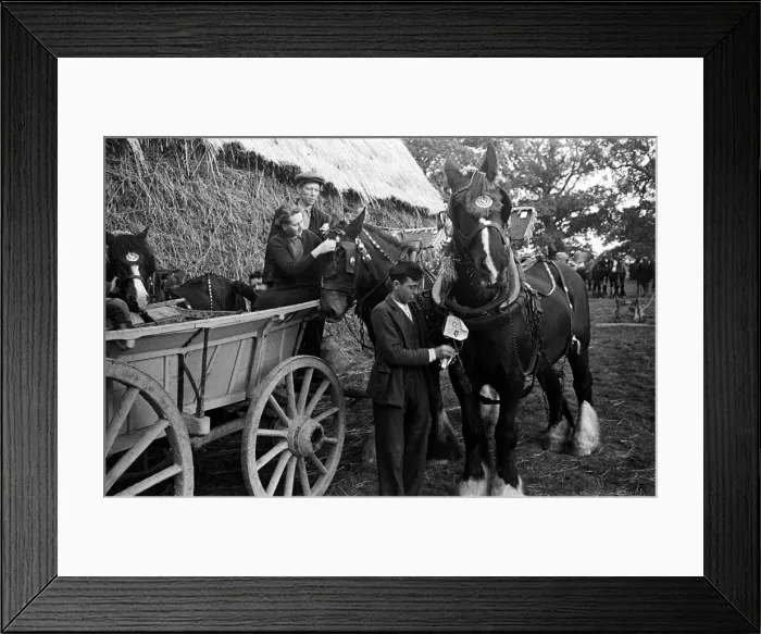 Framed Print : A ploughing match takes place in Cranbrook, Kent. Circa 1946 Framed Print : A ploughing match takes place in Cranbrook, Kent. Circa 1946