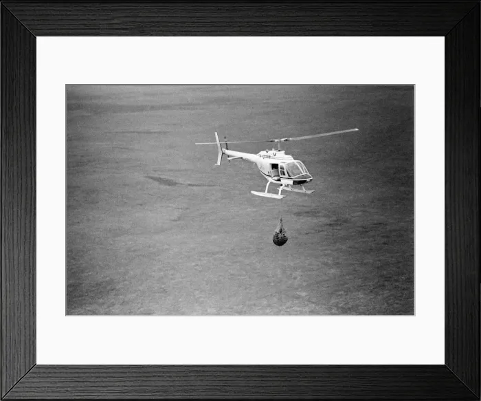 Framed Print : Hercules The Bear, tracked down and captured on the waste moorlands of North Uist