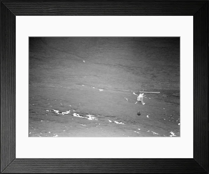 Framed Print : Hercules The Bear, tracked down and captured on the waste moorlands of North Uist