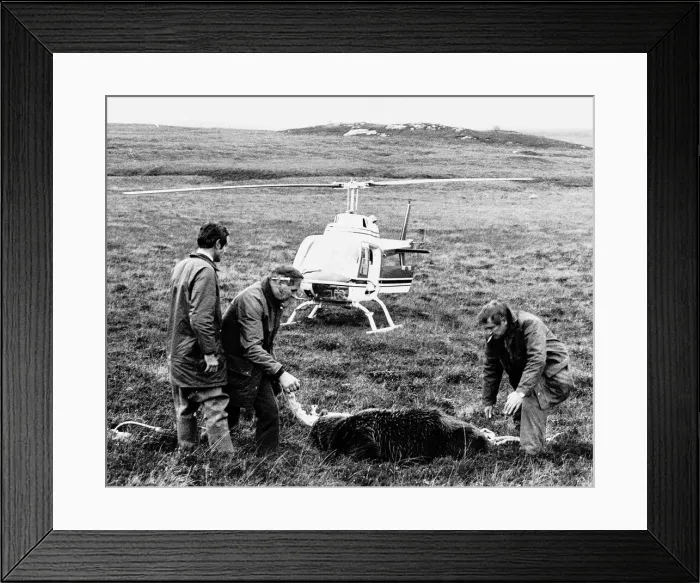 Framed Print : Andy Robin and two others attende to the runaway Grizzly bear Hercules which has been Framed Print : Andy Robin and two others attende to the runaway Grizzly bear Hercules which has been