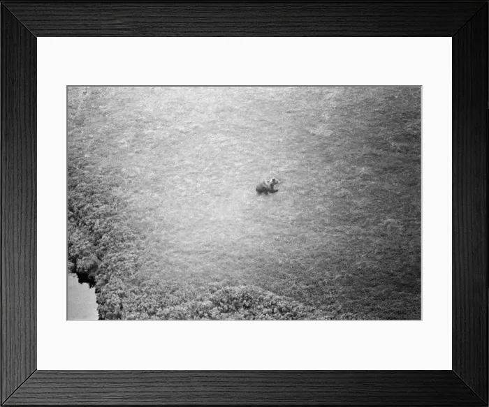 Framed Print : Hercules The Bear, tracked down and captured on the waste moorlands of North Uist Framed Print : Hercules The Bear, tracked down and captured on the waste moorlands of North Uist