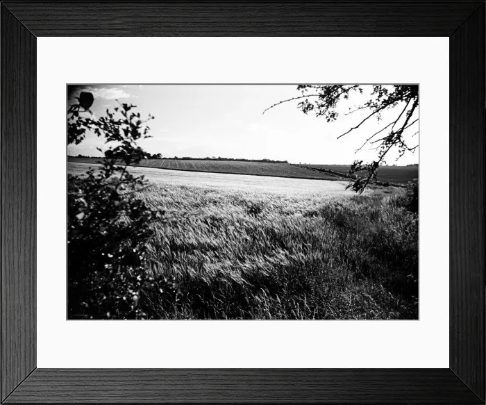 Framed Print : Corn field in Broxted, Essex. 14th July 1946 Framed Print : Corn field in Broxted, Essex. 14th July 1946