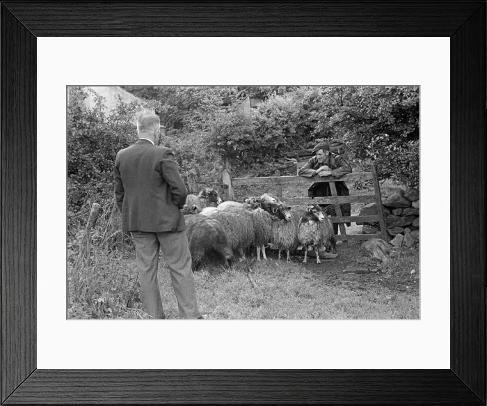 Framed Print : Sheep shearing in a village near Keswick, Cumbria, circa July 1947 Framed Print : Sheep shearing in a village near Keswick, Cumbria, circa July 1947