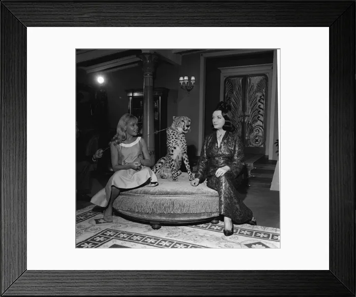 Framed Print : Actress Hayley Mills November 1963 with cheetah and actress Pola Negri on the set Framed Print : Actress Hayley Mills November 1963 with cheetah and actress Pola Negri on the set