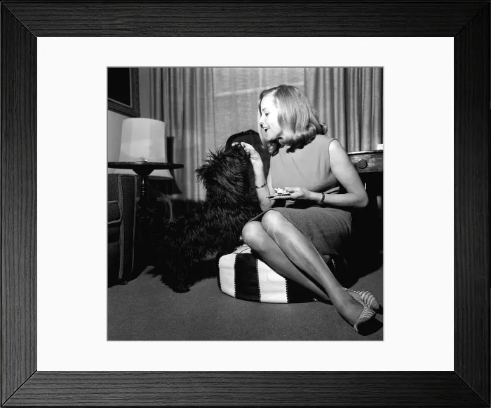 Framed Print : Honor Blackman actress May 1965 with her dog Wotan a Scottish terrier Framed Print : Honor Blackman actress May 1965 with her dog Wotan a Scottish terrier