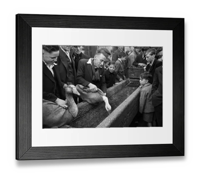 Framed Print : Bethnal Green Street Pet Market in East London. 23rd May 1946 Framed Print : Bethnal Green Street Pet Market in East London. 23rd May 1946